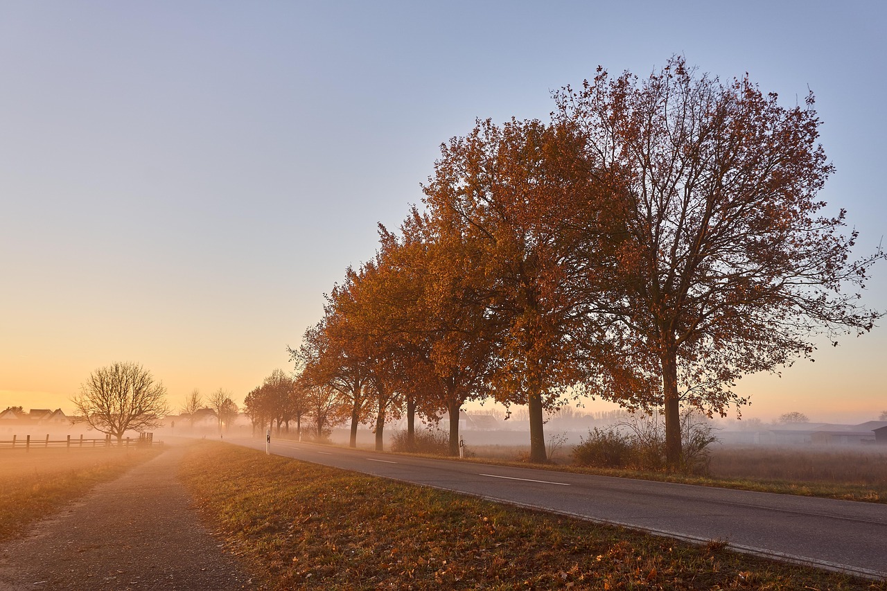 road, fog, trees, sidewalk, avenue, pavement, lane, street, path, trail, tree lined, fields, autumn, leaves, autumn colors, morning, sunrise, morning fog, rural, countryside, nature, road, road, autumn, autumn, autumn, autumn, autumn, sunrise