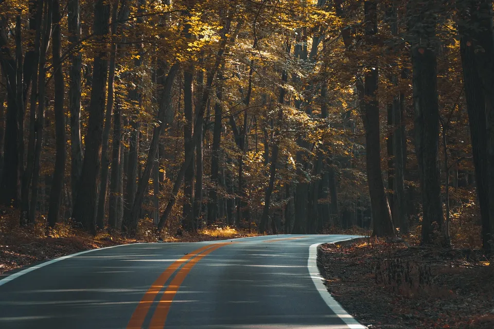 asphalt, forest, road, trees, woods, woodlands, nature, street, highway, landscape, lane, outdoors, travel